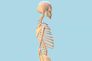 Human Skeleton Human Skeleton-3